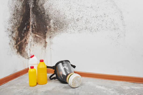 Best Mold Remediation  in Marine, IL