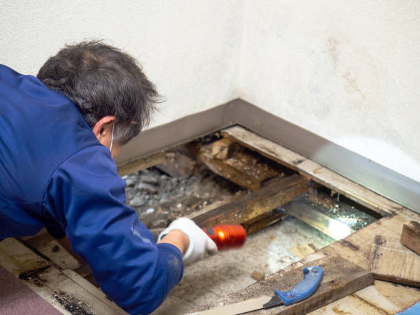 Best Black Mold Removal  in Marine, IL