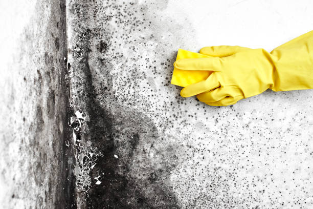 Best Black Mold Removal  in Marine, IL