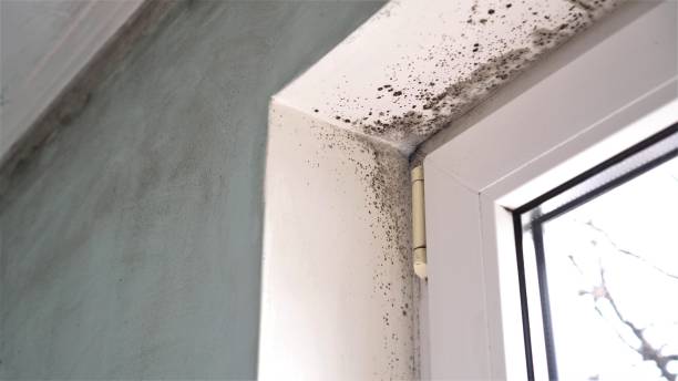 Office Mold Removal Services in Marine, IL