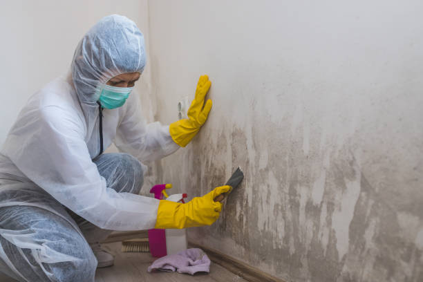 Best Certified Mold Removal  in Marine, IL