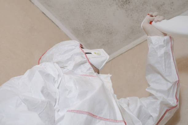 Best Mold Remediation Experts  in Marine, IL