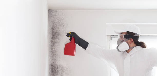Best Mold Removal Near Me  in Marine, IL