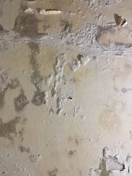 Best Mold Testing  in Marine, IL
