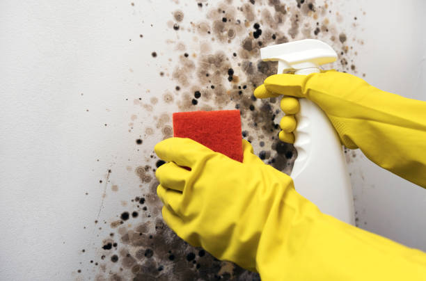 Best Home Mold Removal  in Marine, IL
