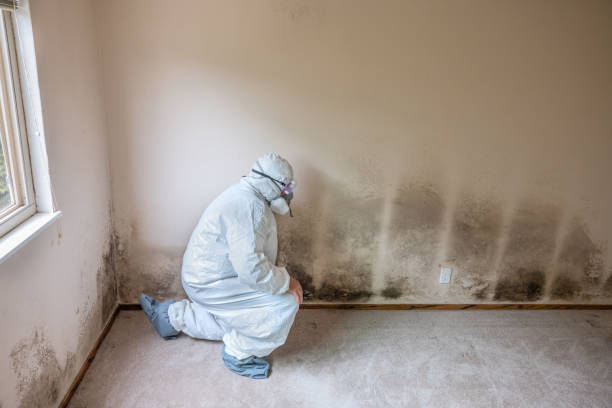 Best Toxic Mold Removal  in Marine, IL