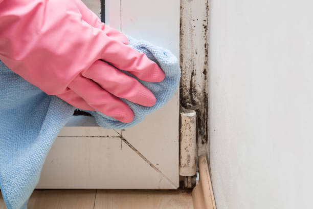 Best Professional Mold Removal  in Marine, IL